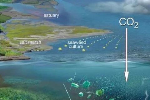 碳标准动态｜首个《海洋碳汇核算方法》行业标准开始实施